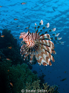 Lionfish , taken at El Quadim with Canon G10 by Beate Seiler 